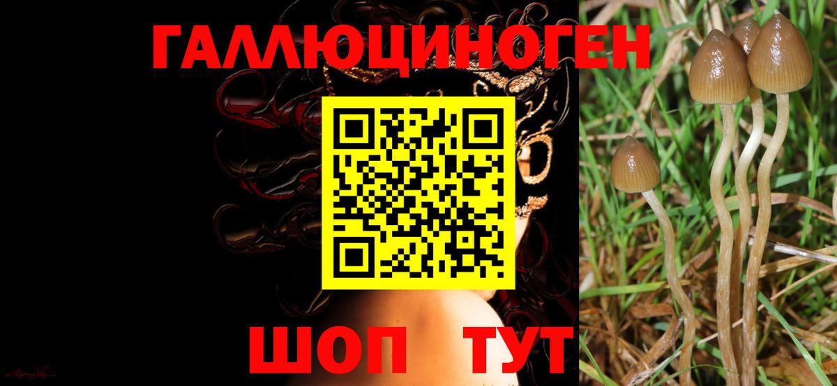 Вятские Поляны  Псилоцибиновые грибы Cubensis  купить наркоту  Вход с VPN 